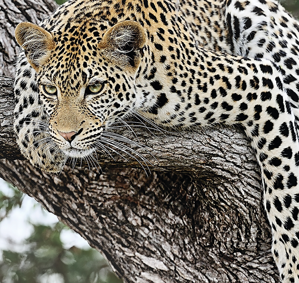 Панно Loymina арт DM 034 фото 1