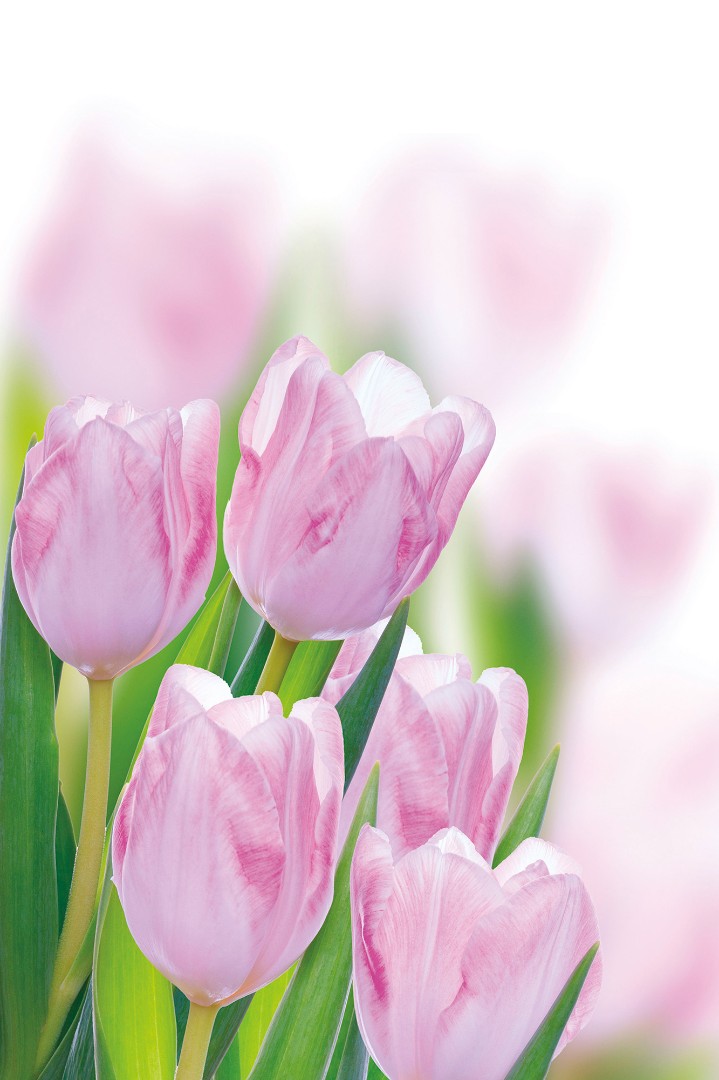 Фрески Ortograf арт 30088 фото 1