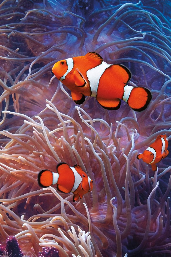 Фрески Ortograf арт 30674 фото 1