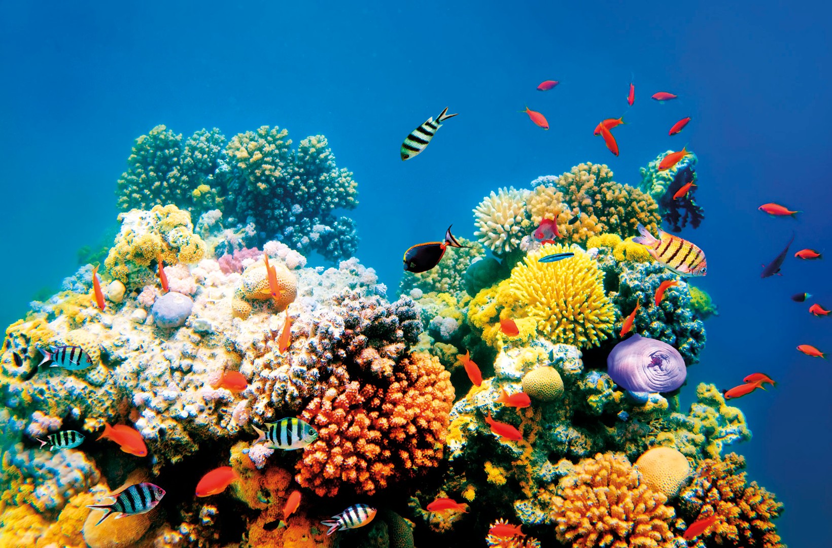 Фрески Ortograf арт 30676 фото 1