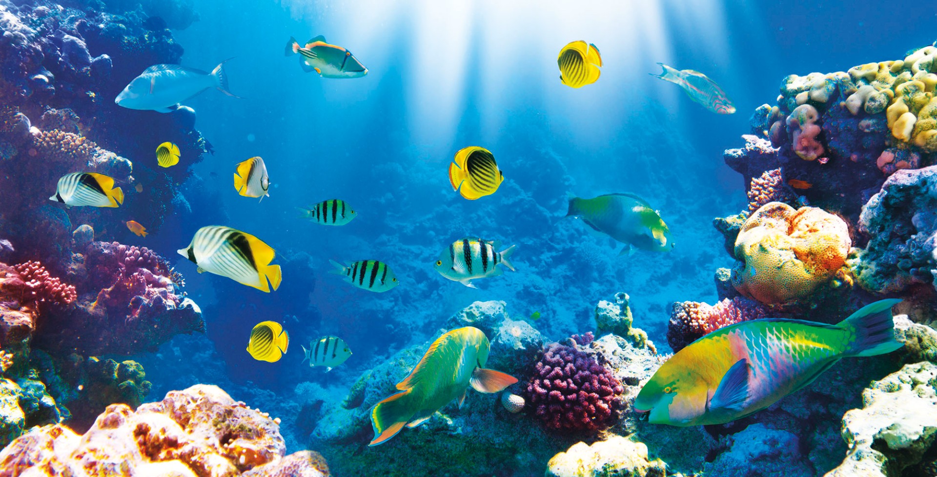 Фрески Ortograf арт 30678 фото 1