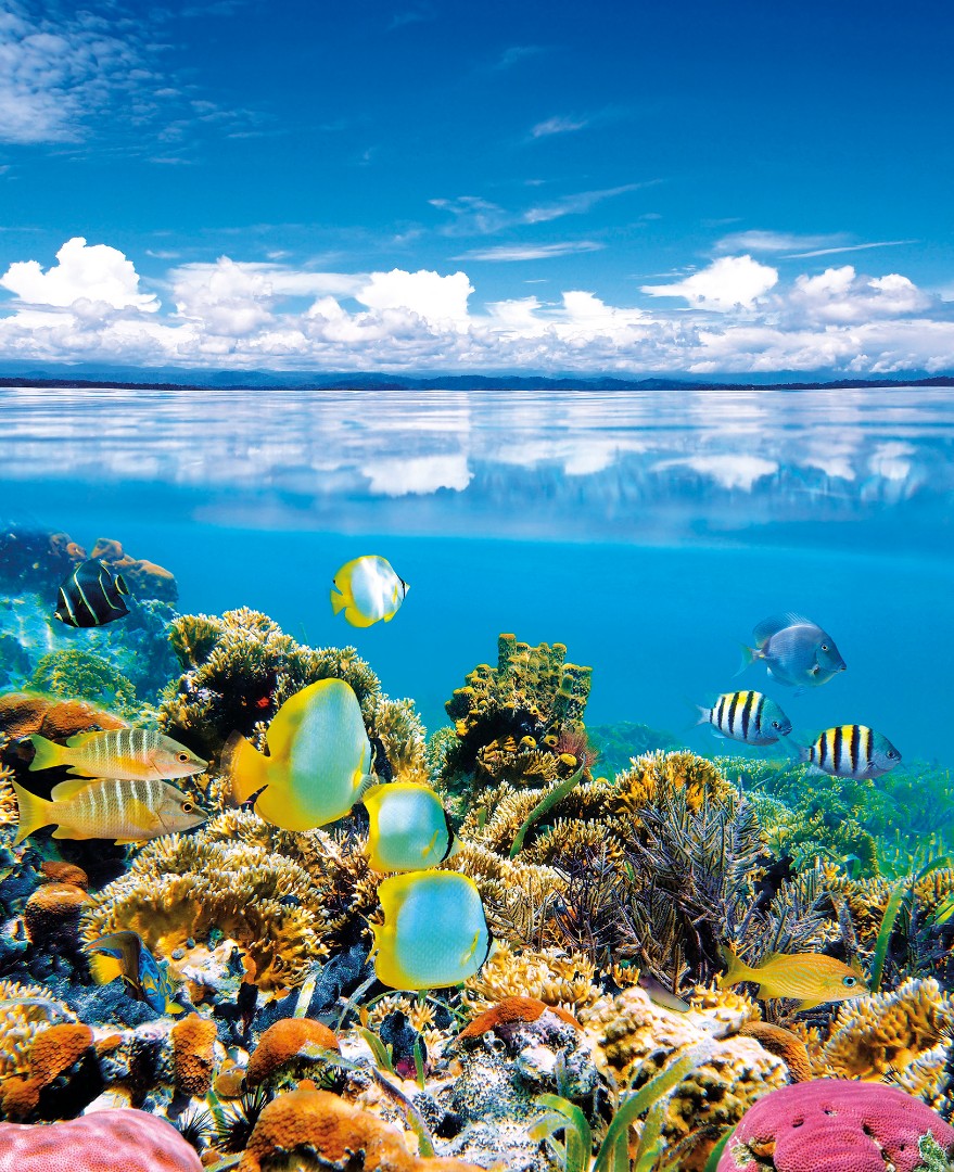 Фрески Ortograf арт 30679 фото 1