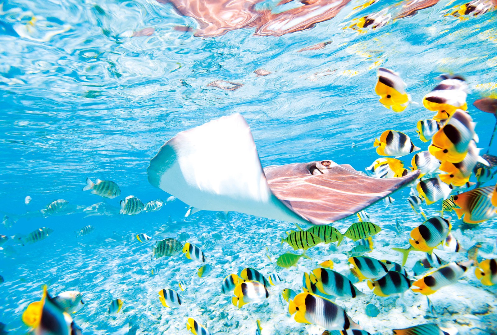 Фрески Ortograf арт 30681 фото 1