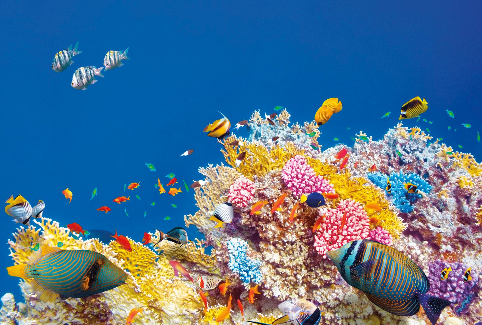 Фрески Ortograf арт 30708 фото 1