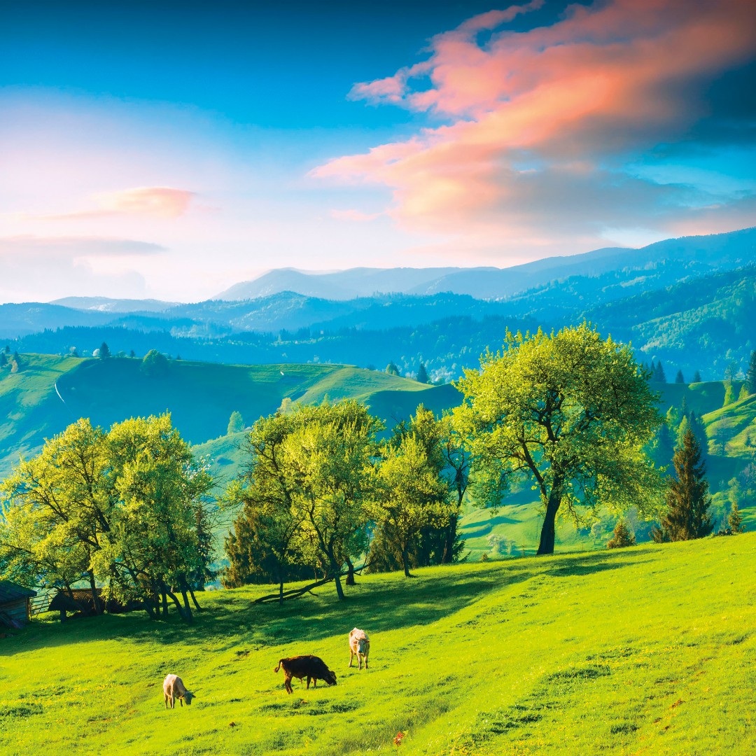 Фрески Ortograf арт 30831 фото 1