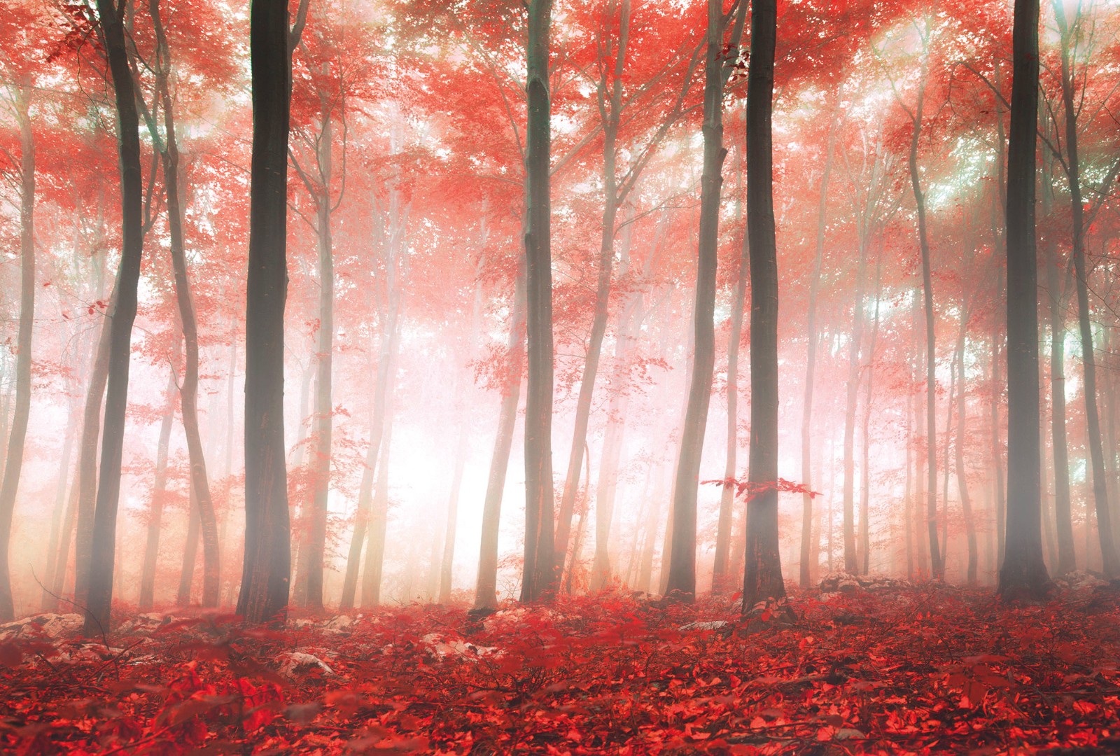 Фрески Ortograf арт 30836 фото 1