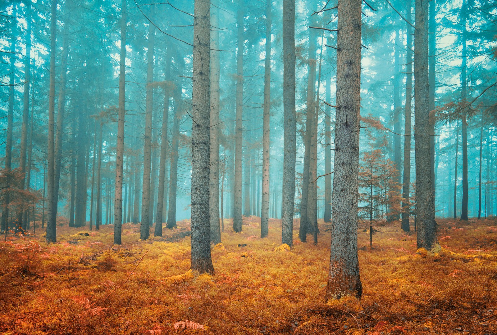 Фрески Ortograf арт 30838 фото 1