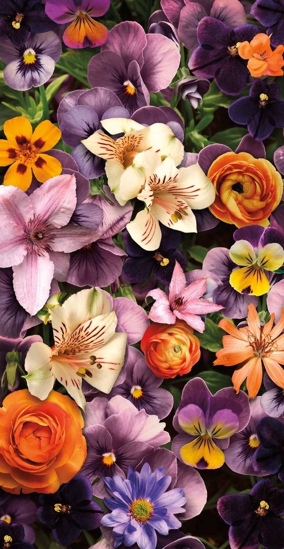 Фрески Ortograf арт 31656 фото 1