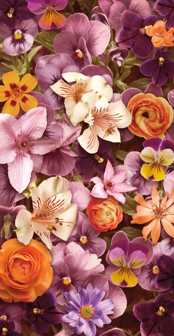 Фрески Ortograf арт 31657 фото 1