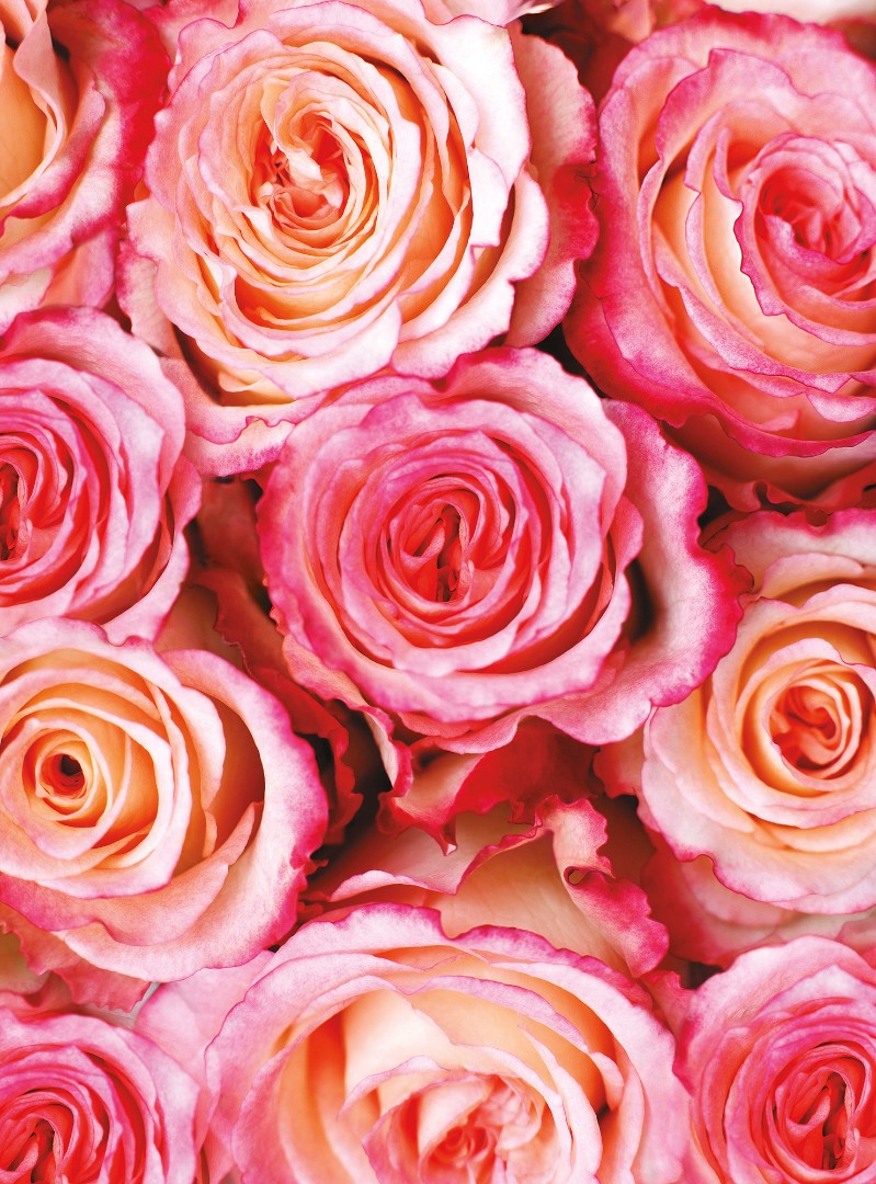 Фрески Ortograf арт 50043 фото 1