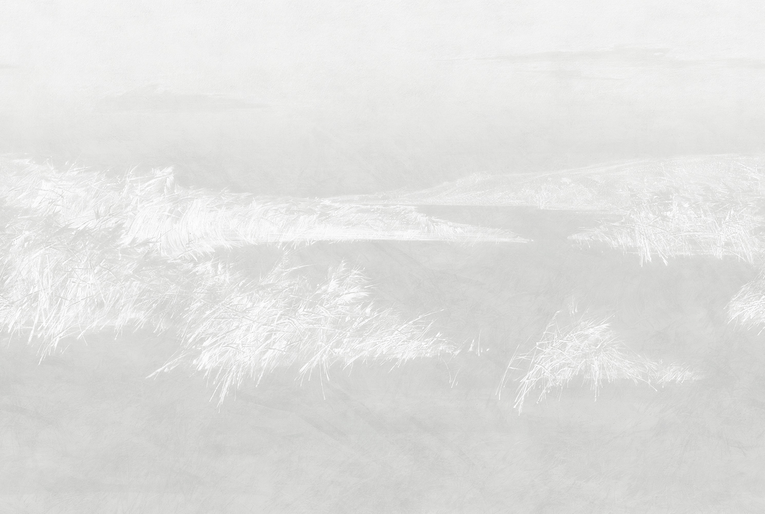 Фотообои Factura арт Reeds-2 фото 1