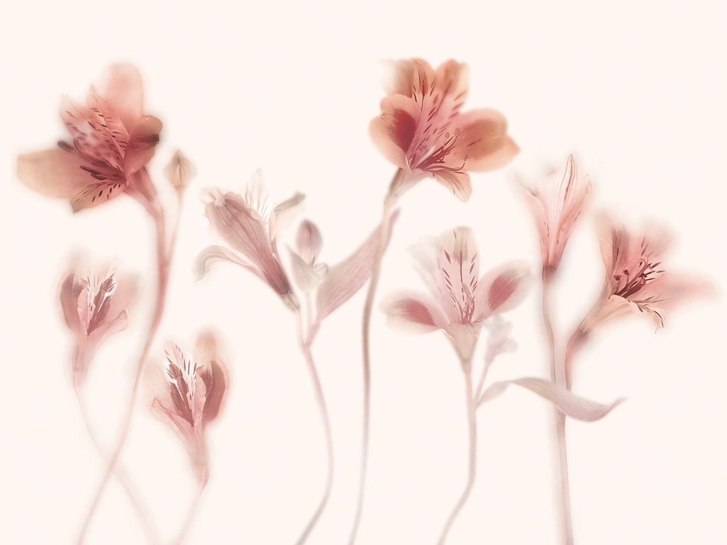 Фрески Ortograf арт 35016 фото 1