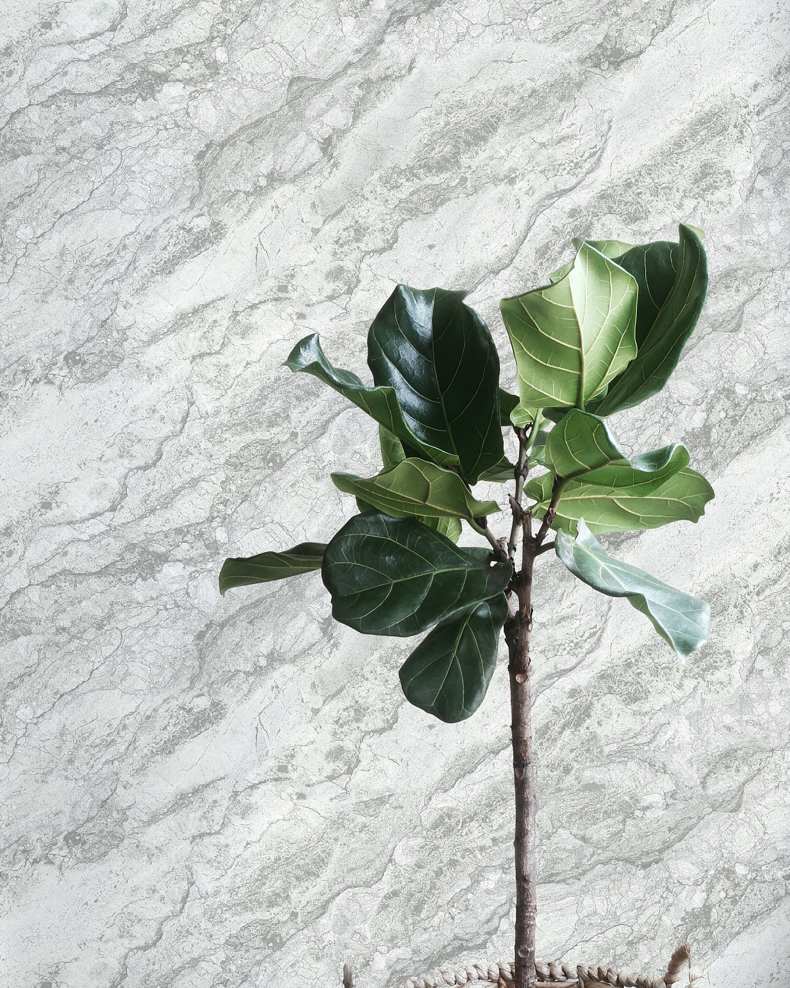 Обои Wiganford арт ER16011 фото 2