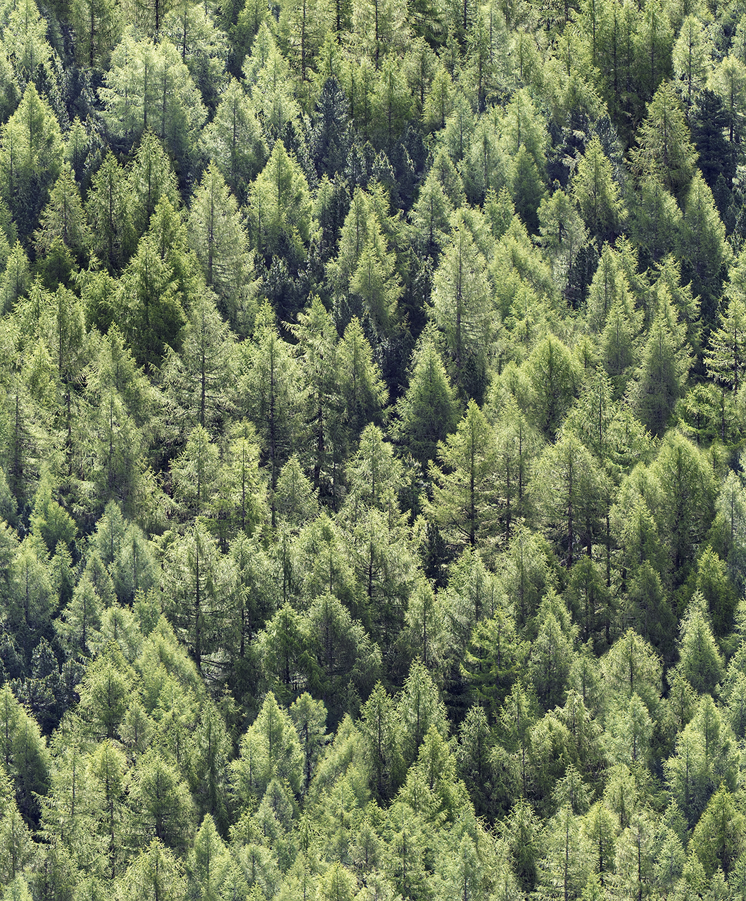 Обои Marburg арт 45730 фото 1