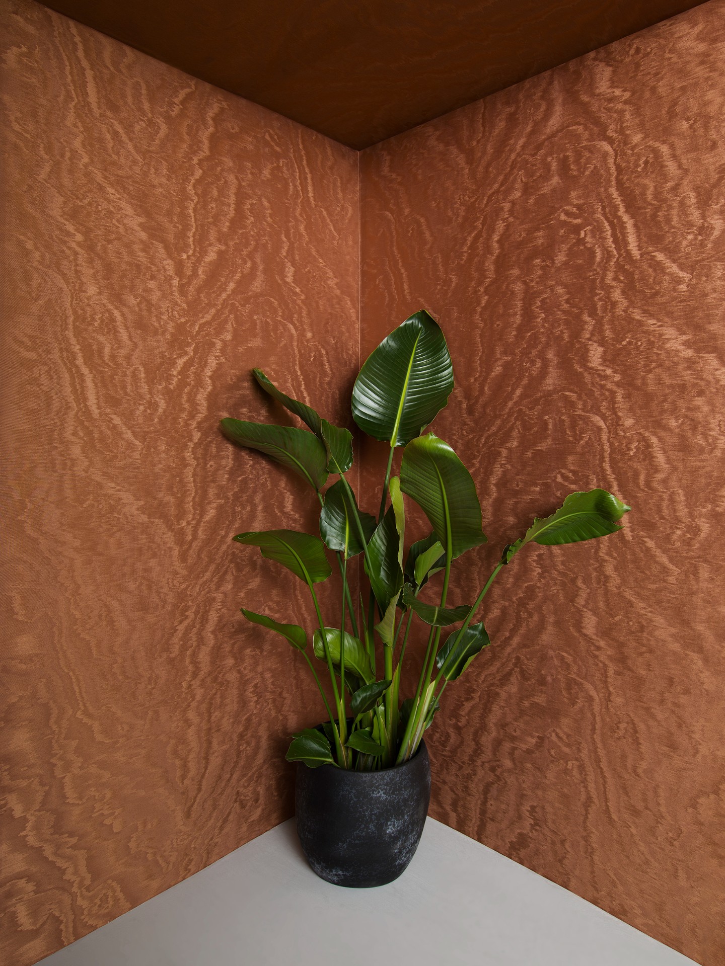 Обои Marburg арт 34926 фото 4