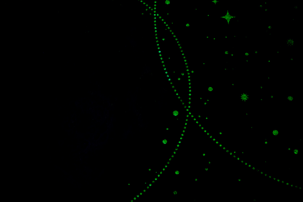 Обои Palitra Home арт HC72367-44 фото 4