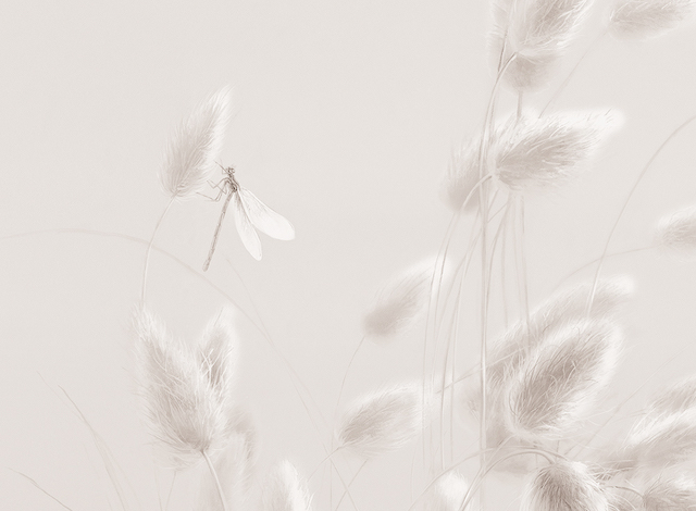 Фрески Applico арт 0032-C фото 6