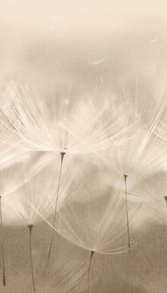 Фотообои Grandeco арт 203801 фото 1