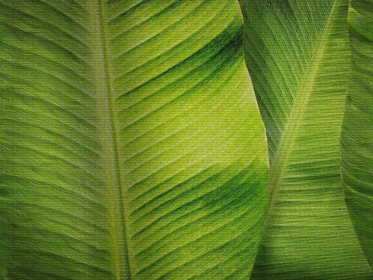 Affresco арт RE196-COL1 фото 1