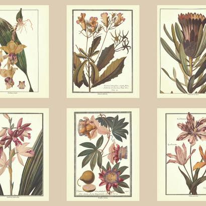 Обои York арт AF1933 фото 1