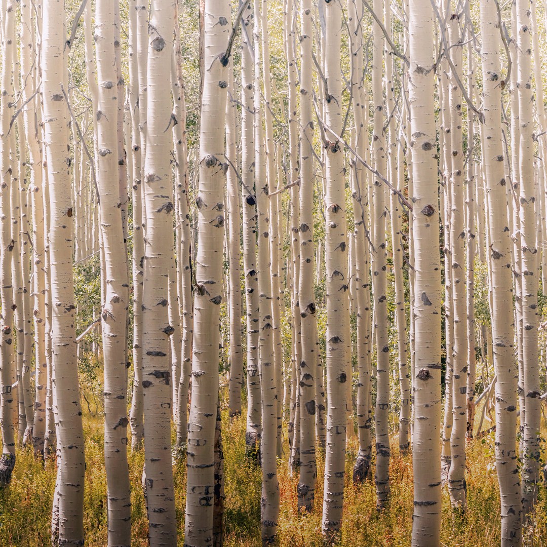 Фотообои Grandeco арт A42601 фото 1